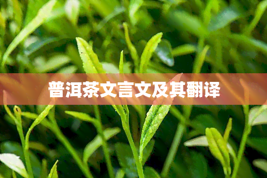 普洱茶文言文及其翻译