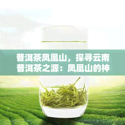 普洱茶凤凰山，探寻云南普洱茶之源：凤凰山的神秘魅力