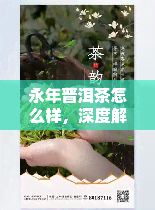 永年普洱茶怎么样，深度解析：永年普洱茶的品质与口感如何？