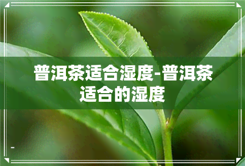 普洱茶适合湿度-普洱茶适合的湿度