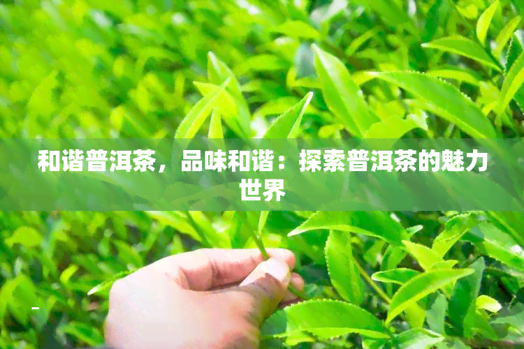 和谐普洱茶，品味和谐：探索普洱茶的魅力世界