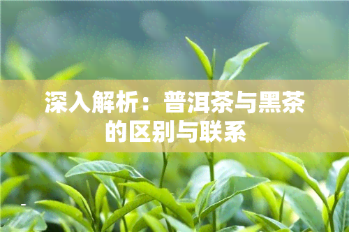 深入解析：普洱茶与黑茶的区别与联系