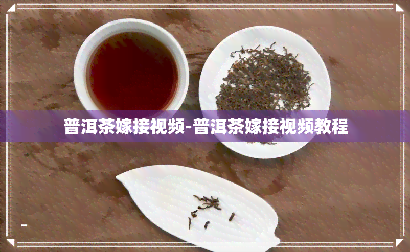 普洱茶嫁接视频-普洱茶嫁接视频教程