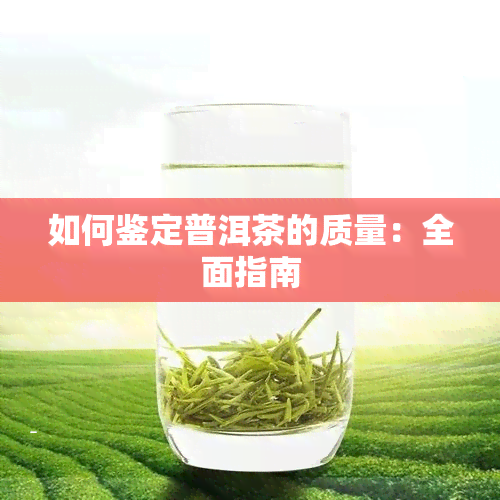 如何鉴定普洱茶的质量：全面指南