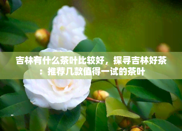 吉林有什么茶叶比较好，探寻吉林好茶：推荐几款值得一试的茶叶