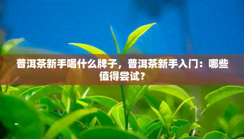 普洱茶新手喝什么牌子，普洱茶新手入门：哪些值得尝试？