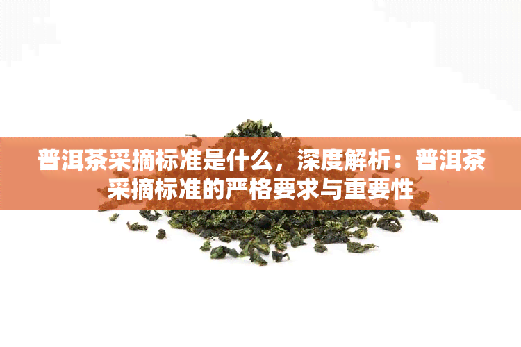 普洱茶采摘标准是什么，深度解析：普洱茶采摘标准的严格要求与重要性