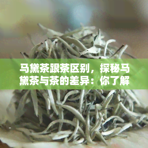 马黛茶跟茶区别，探秘马黛茶与茶的差异：你了解它们的区别吗？