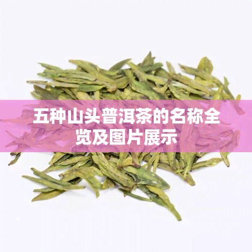 五种山头普洱茶的名称全览及图片展示