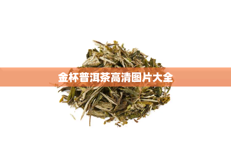 金杯普洱茶高清图片大全