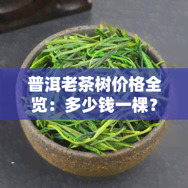 普洱老茶树价格全览：多少钱一棵？附图片