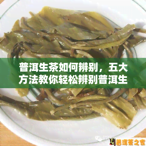 普洱生茶如何辨别，五大方法教你轻松辨别普洱生茶真伪