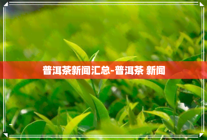 普洱茶新闻汇总-普洱茶 新闻