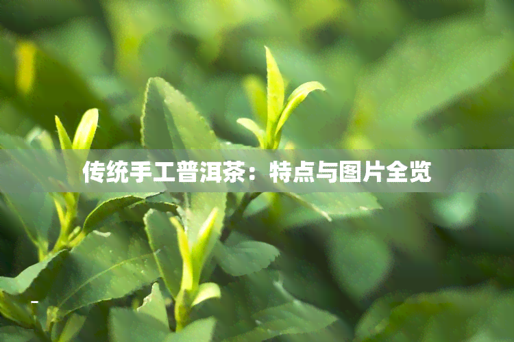 传统手工普洱茶：特点与图片全览