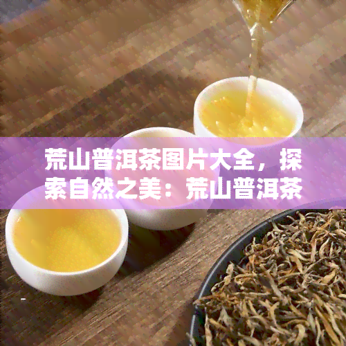 荒山普洱茶图片大全，探索自然之美：荒山普洱茶图片大全