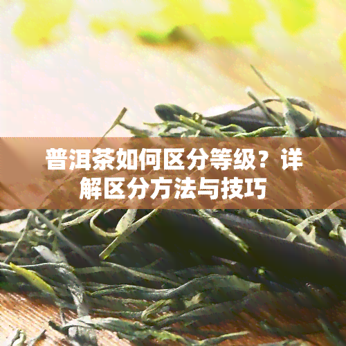 普洱茶如何区分等级？详解区分方法与技巧