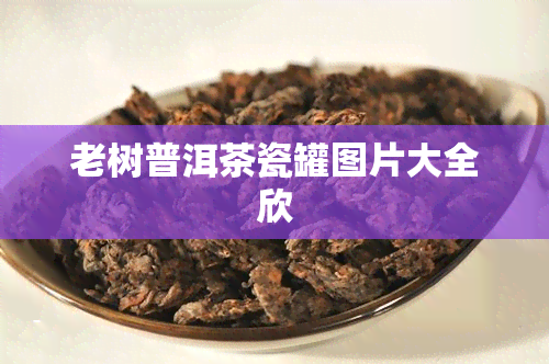 老树普洱茶瓷罐图片大全欣