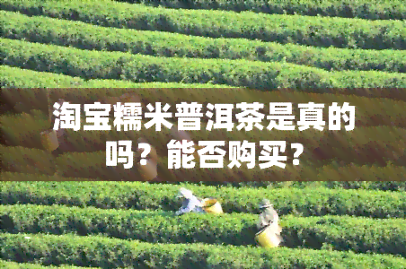 淘宝糯米普洱茶是真的吗？能否购买？