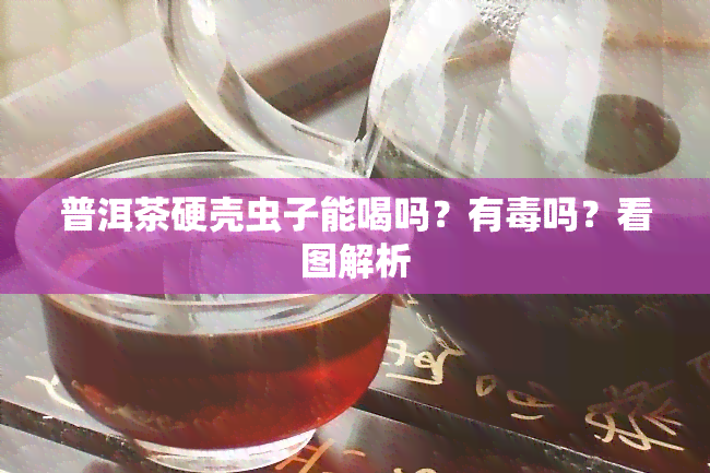 普洱茶硬壳虫子能喝吗？有吗？看图解析