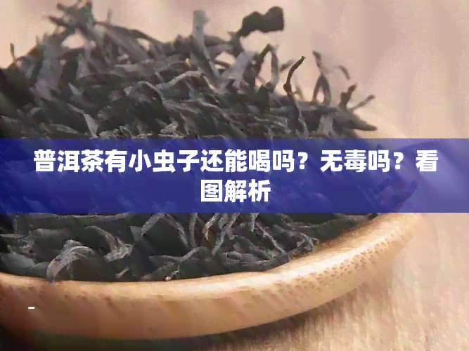 普洱茶有小虫子还能喝吗？无吗？看图解析