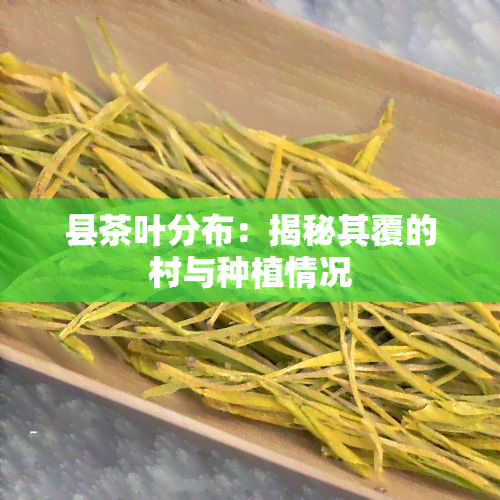 县茶叶分布：揭秘其覆的村与种植情况