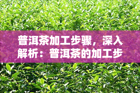 普洱茶加工步骤，深入解析：普洱茶的加工步骤与工艺流程