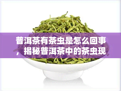 普洱茶有茶虫是怎么回事，揭秘普洱茶中的茶虫现象