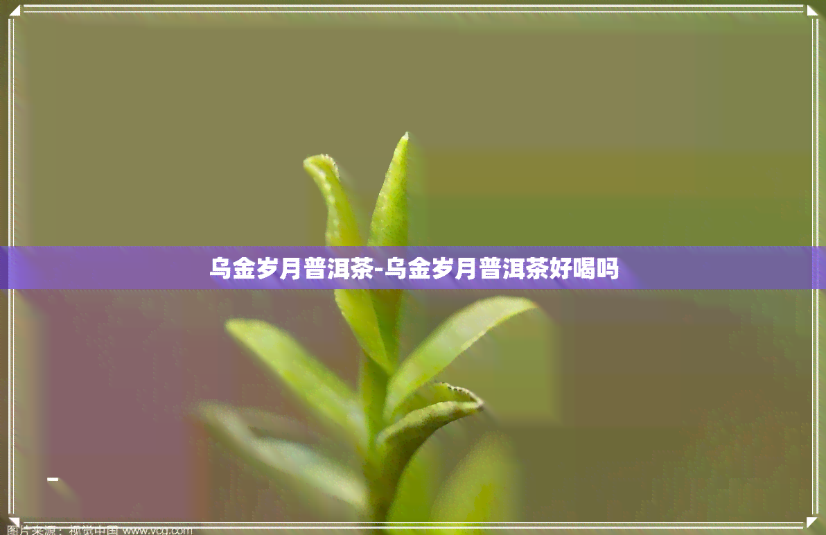 乌金岁月普洱茶-乌金岁月普洱茶好喝吗