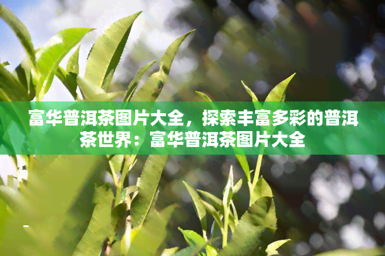 富华普洱茶图片大全，探索丰富多彩的普洱茶世界：富华普洱茶图片大全