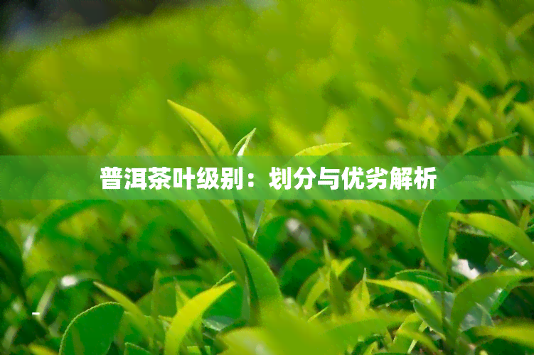 普洱茶叶级别：划分与优劣解析