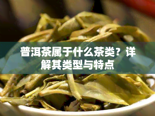 普洱茶属于什么茶类？详解其类型与特点