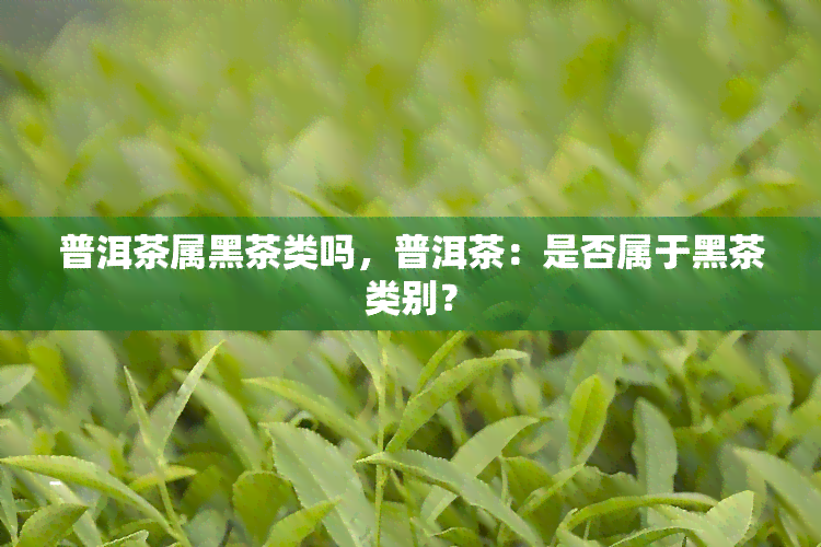 普洱茶属黑茶类吗，普洱茶：是否属于黑茶类别？