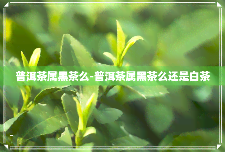 普洱茶属黑茶么-普洱茶属黑茶么还是白茶