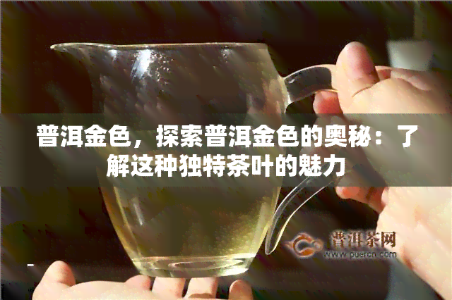 普洱金色，探索普洱金色的奥秘：了解这种独特茶叶的魅力