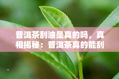 普洱茶刮油是真的吗，真相揭秘：普洱茶真的能刮油吗？