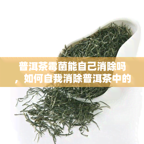 普洱茶霉菌能自己消除吗，如何自我消除普洱茶中的霉菌？