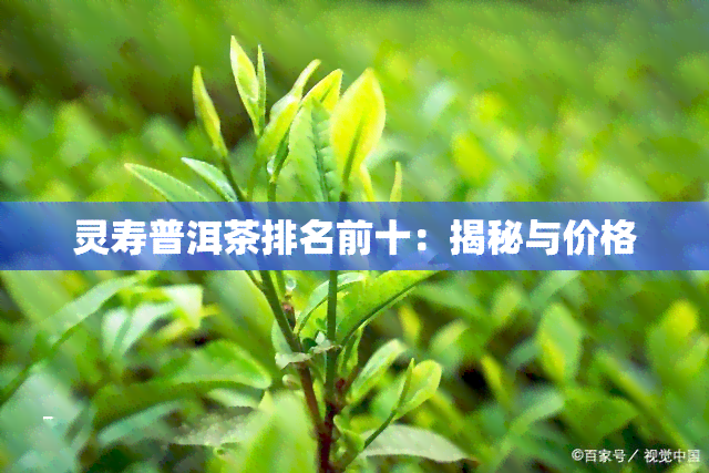 灵寿普洱茶排名前十：揭秘与价格