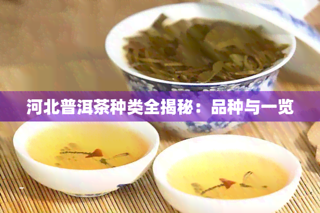 河北普洱茶种类全揭秘：品种与一览