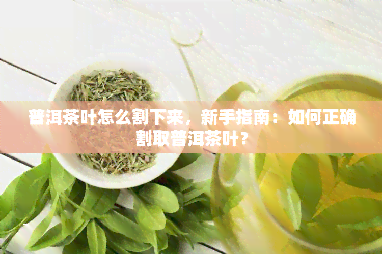 普洱茶叶怎么割下来，新手指南：如何正确割取普洱茶叶？