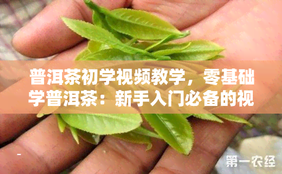 普洱茶初学视频教学，零基础学普洱茶：新手入门必备的视频教学