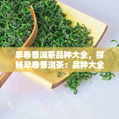 早春普洱茶品种大全，探秘早春普洱茶：品种大全解析