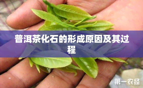 普洱茶化石的形成原因及其过程