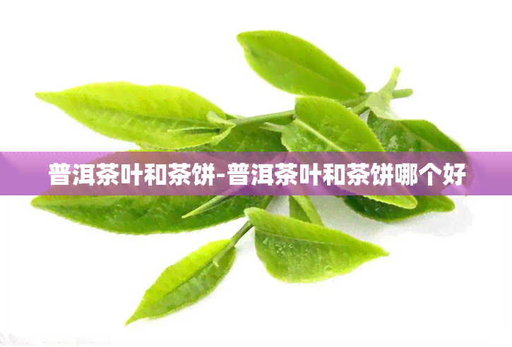 普洱茶叶和茶饼-普洱茶叶和茶饼哪个好