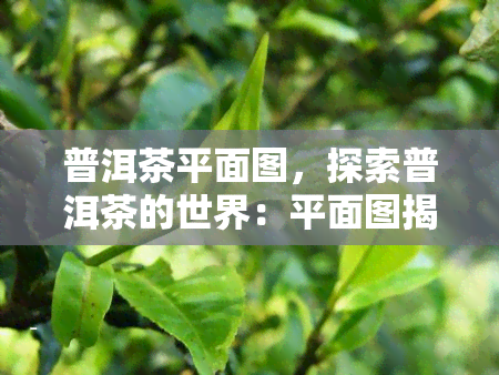 普洱茶平面图，探索普洱茶的世界：平面图揭示神秘的茶叶地图