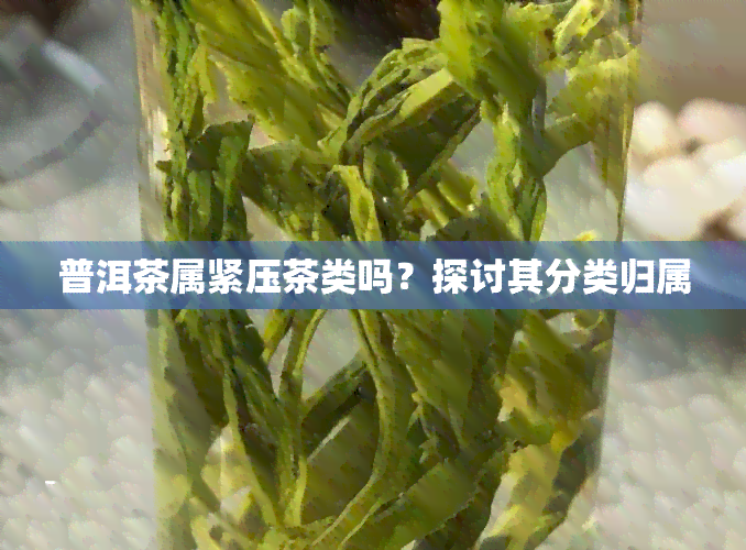 普洱茶属紧压茶类吗？探讨其分类归属