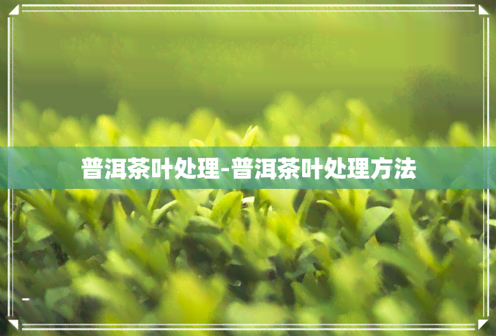 普洱茶叶处理-普洱茶叶处理方法