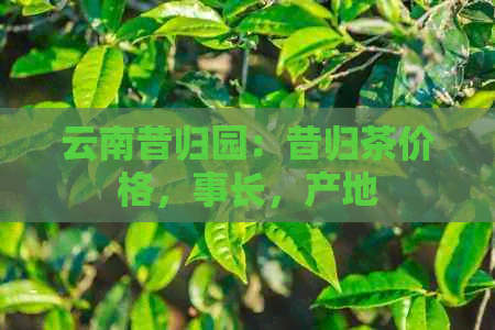 云南昔归园：昔归茶价格，事长，产地