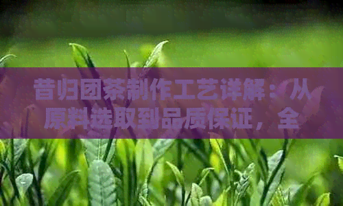 昔归团茶制作工艺详解：从原料选取到品质保证，全方位了解茶叶制作的全过程