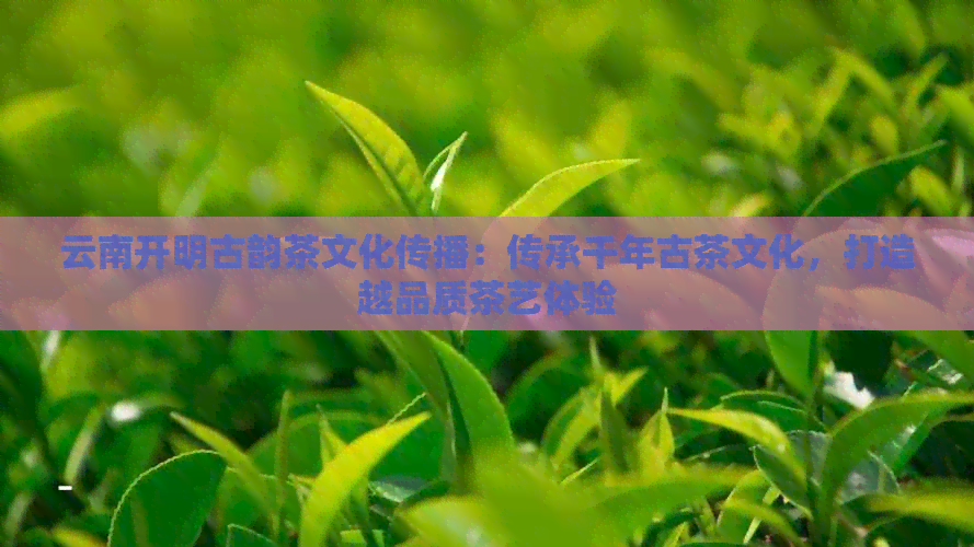 云南开明古韵茶文化传播：传承千年古茶文化，打造越品质茶艺体验