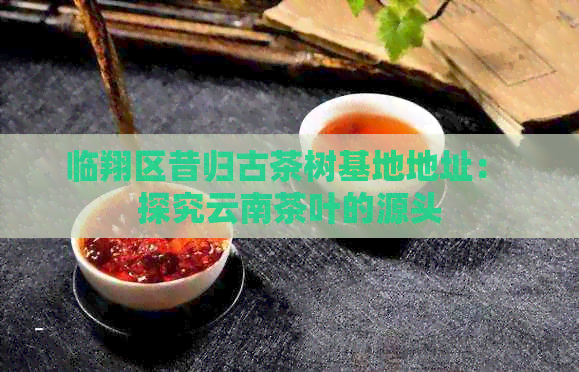 临翔区昔归古茶树基地地址： 探究云南茶叶的源头